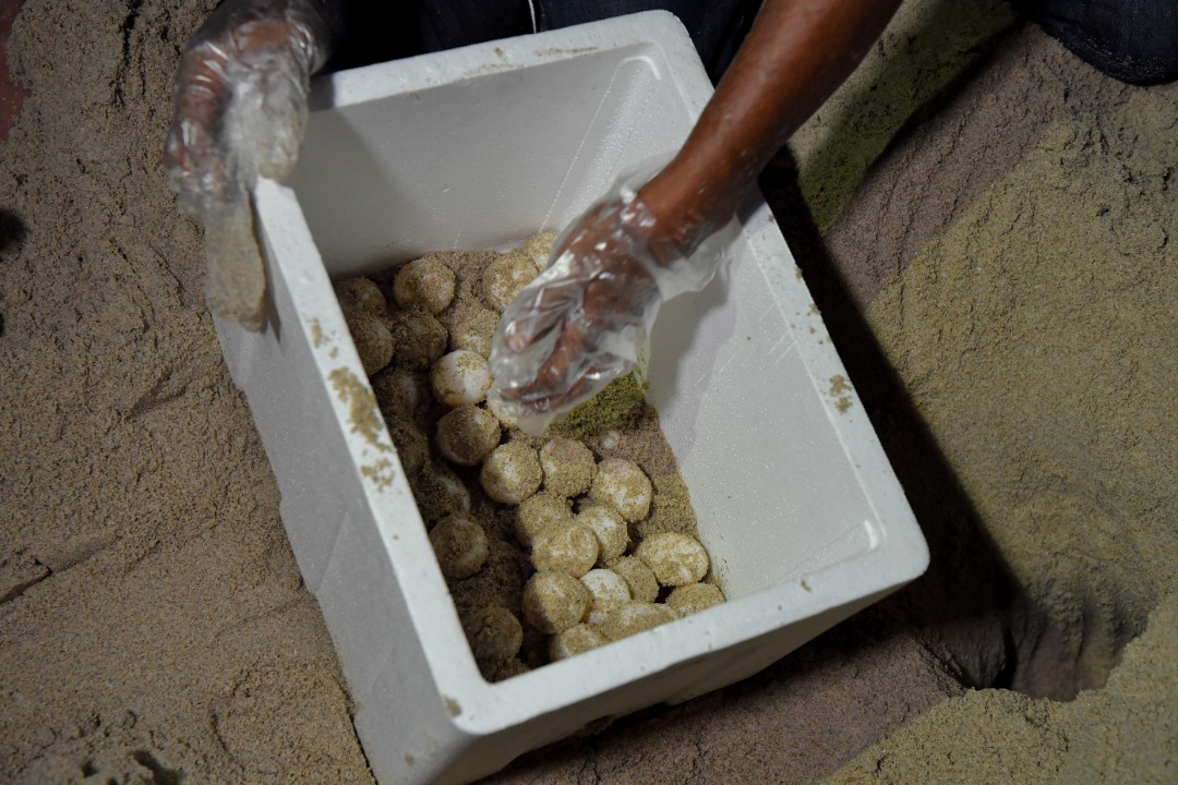 Pengharaman Jualan Telur Penyu Dikuatkuasa Sepenuhnya Tahun Depan