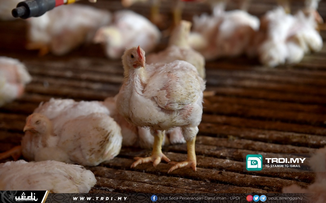 Teliti Pinjaman Mudah Untuk Penternak Bagi Kawal Harga Ayam