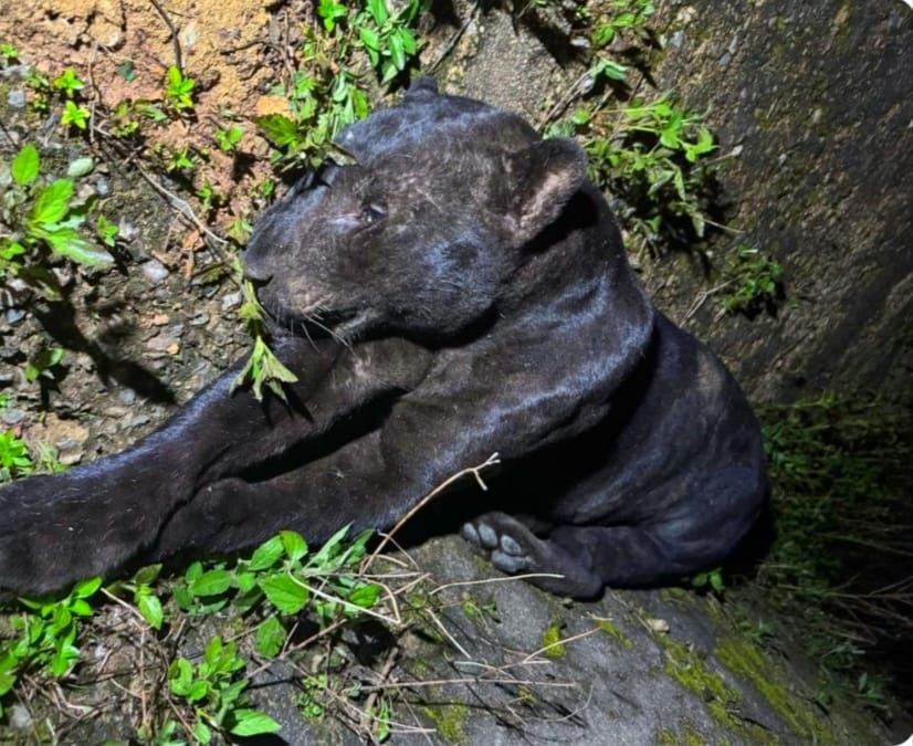Harimau Kumbang Mati Dirempuh di LPT2