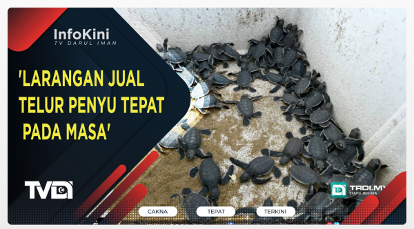 Larangan Jual Telur Penyu Tepat Pada Masa Trdi News