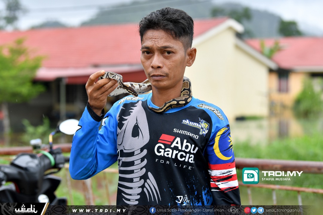 Ular Sawa Peliharaan Antara 'Mangsa' Banjir Teluk Kalong