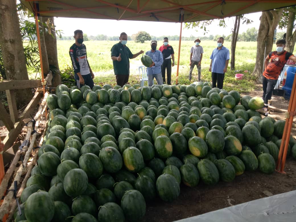 Peserta Ladang Kontrak Peroleh Pendapatan Lumayan