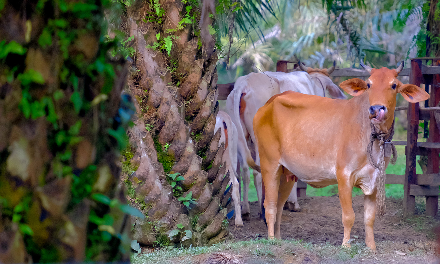 Pindahkan 'Pak Belang' Untuk Selamatkan Lembu