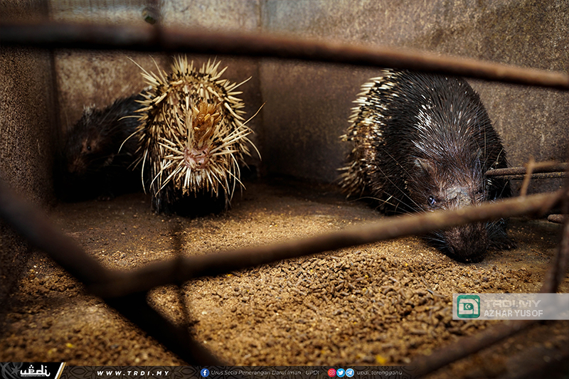 Penternakan Landak Jana Pendapatan Lumayan