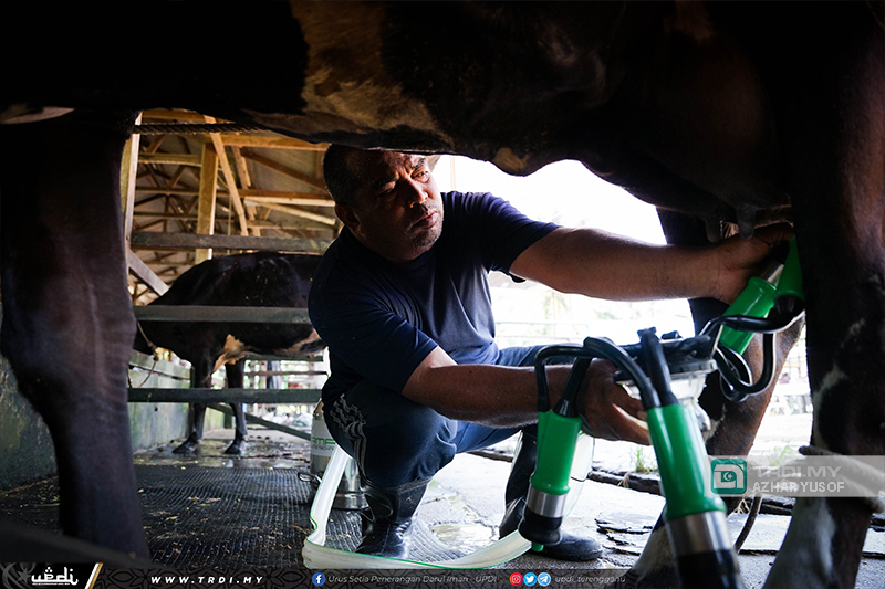 Ternak Lembu Tenusu Jana Pendapatan Lumayan