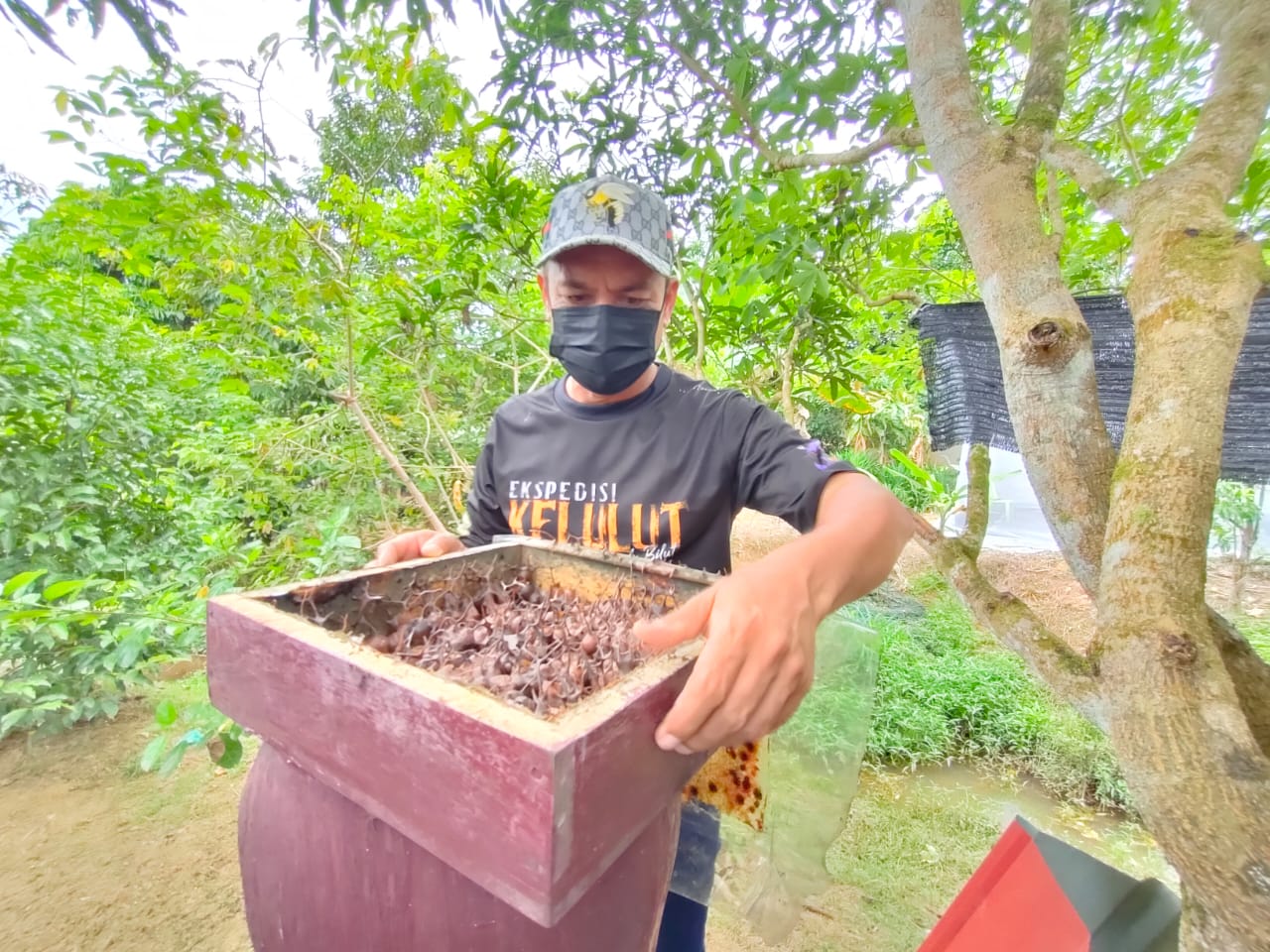 Ternak Kelulut Selepas Pulih Derita Batuk