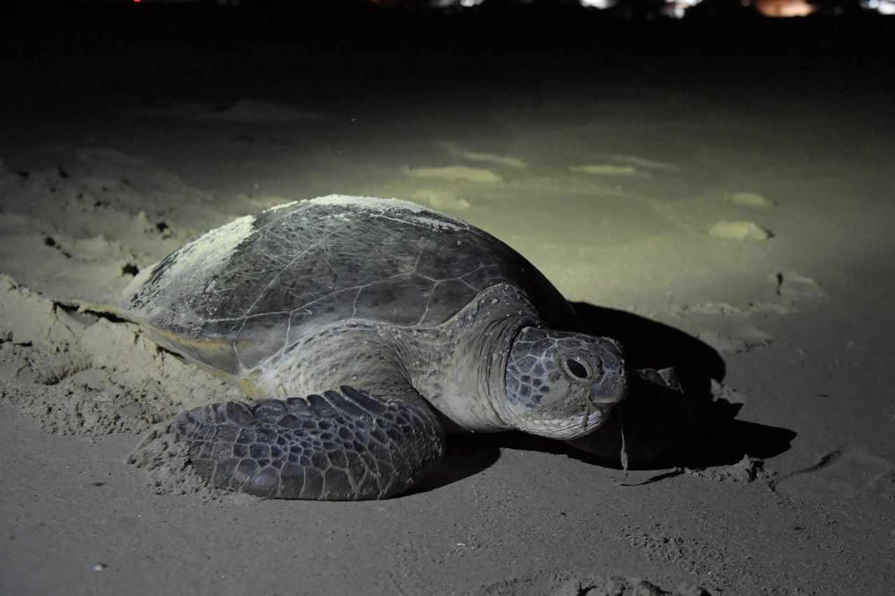 Pendaratan Penyu Di Pantai Terengganu Meningkat