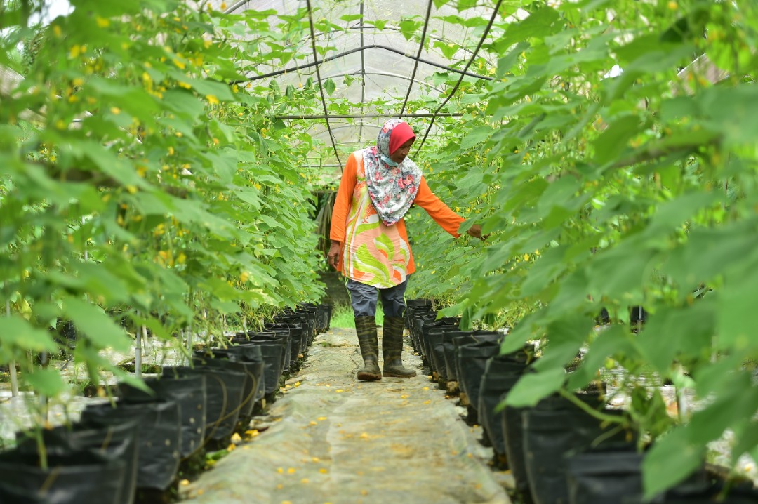 SIDANG DUN : Hampir Enam Ribu Warga Tani Nikmati Manfaat Bernilai RM3 Juta