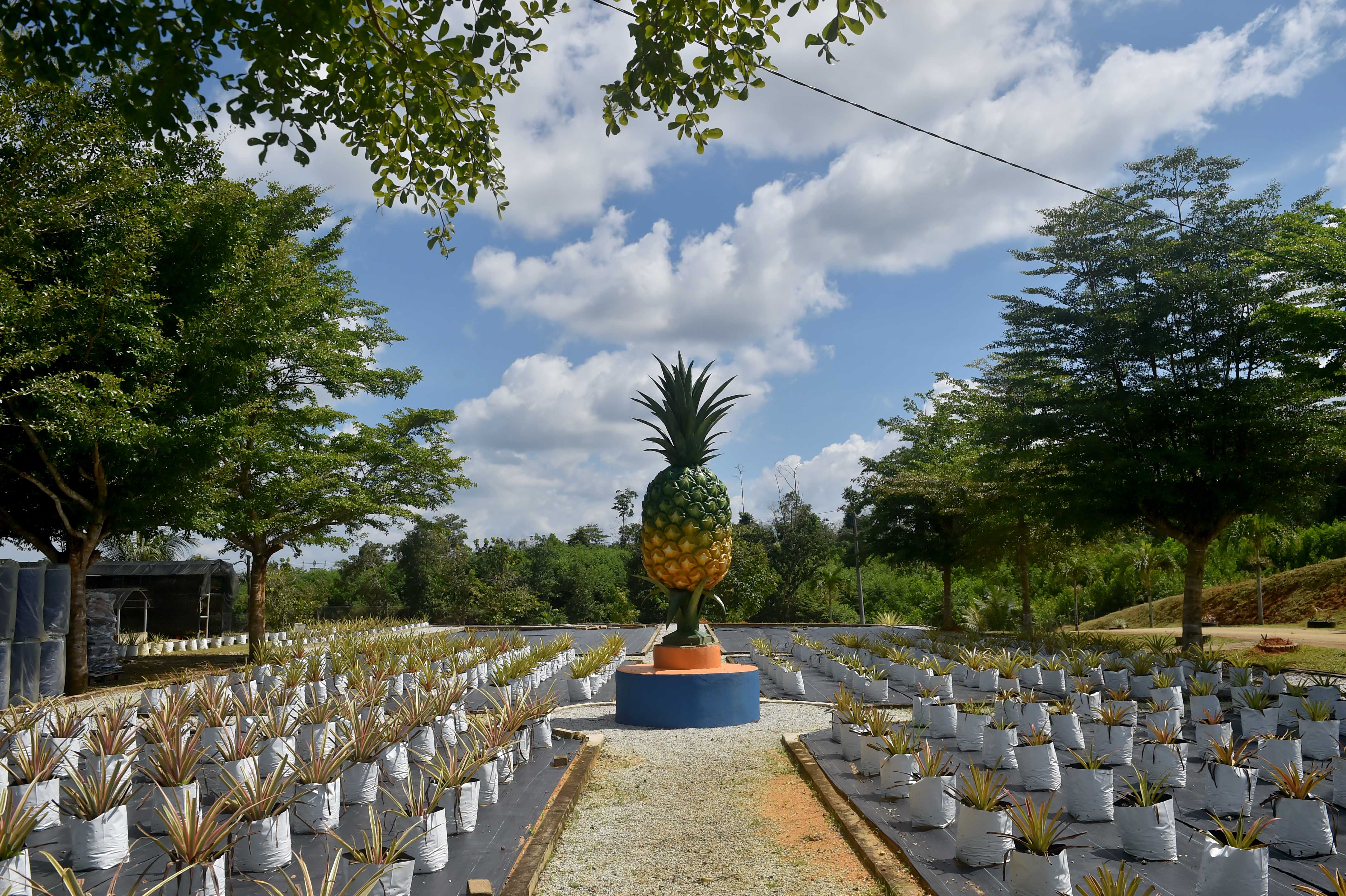 RM1.89 juta kepada lebih 150 petani nanas di Terengganu