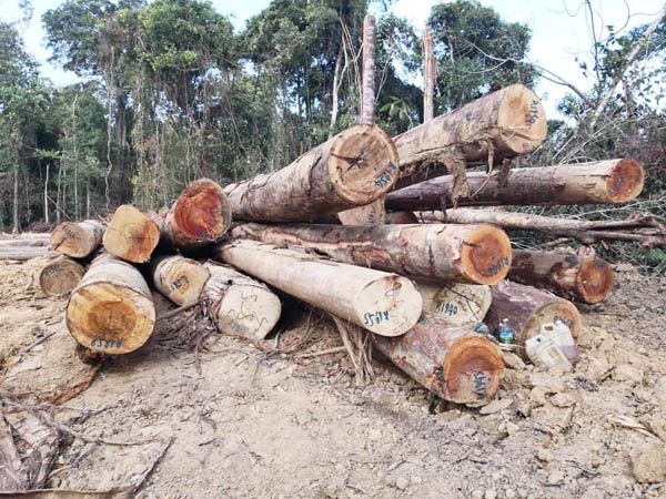Tiada Kompromi, 72 Kesalahan Hutan Kena Tindakan