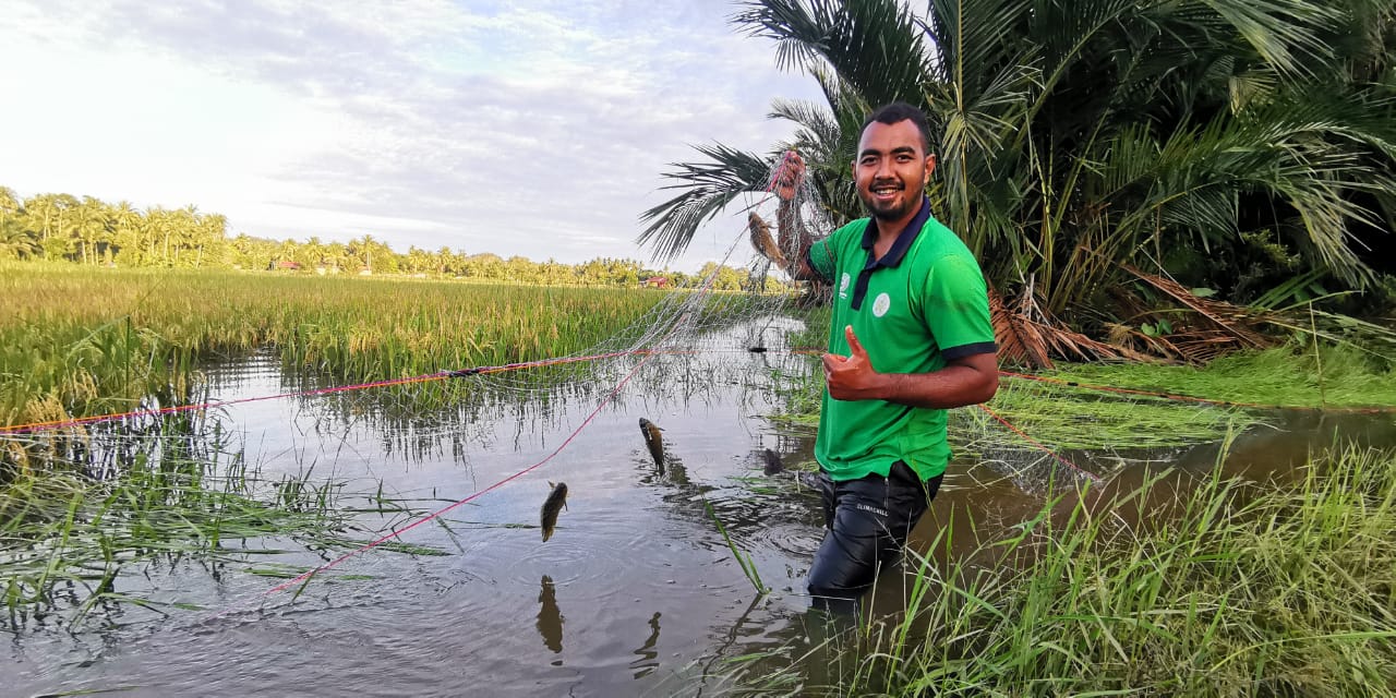 Sawah Tenggelam, Pesawah Ambil Peluang Memukat Ikan
