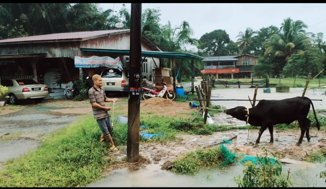 Penternak Ambil Tindakan Pantas Pindah Lembu Elak Kerugian