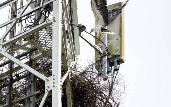 Dua Sarang Burung Helang Laut Di Menara Telekomunikasi Terengganu Hilang
