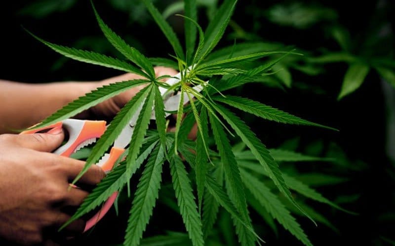 Ganja Jika Dibenarkan Beri Impak Negatif Kepada Negara