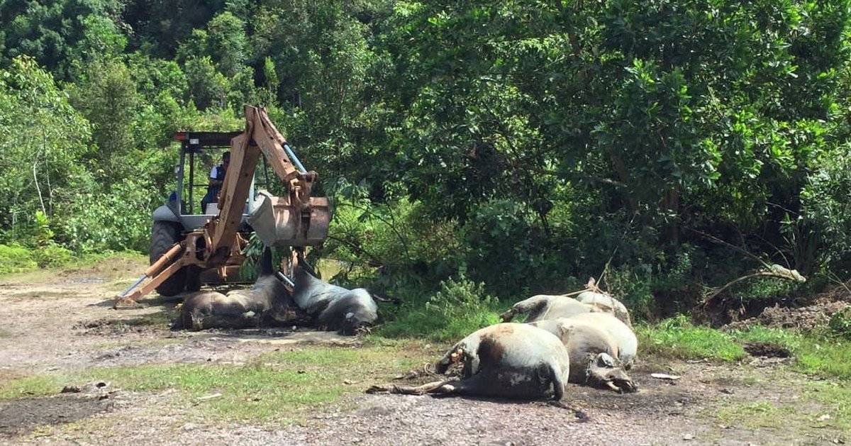 Bangkai Lembu Di Kuala Nerus Disyaki Diseludup