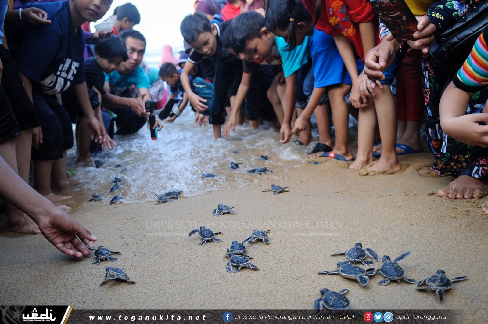432,000 Anak Penyu Dilepas Ke Laut