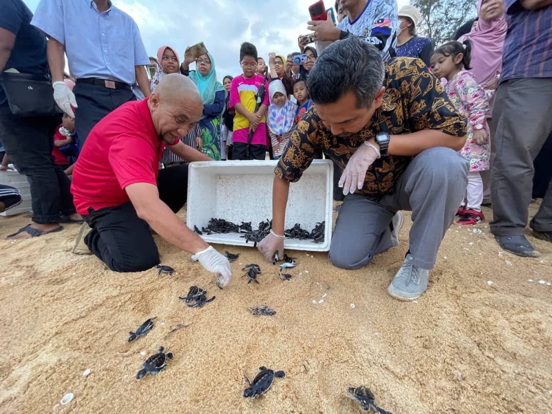 200 Anak Penyu Dilepaskan Di Pantai Jambu Bongkok
