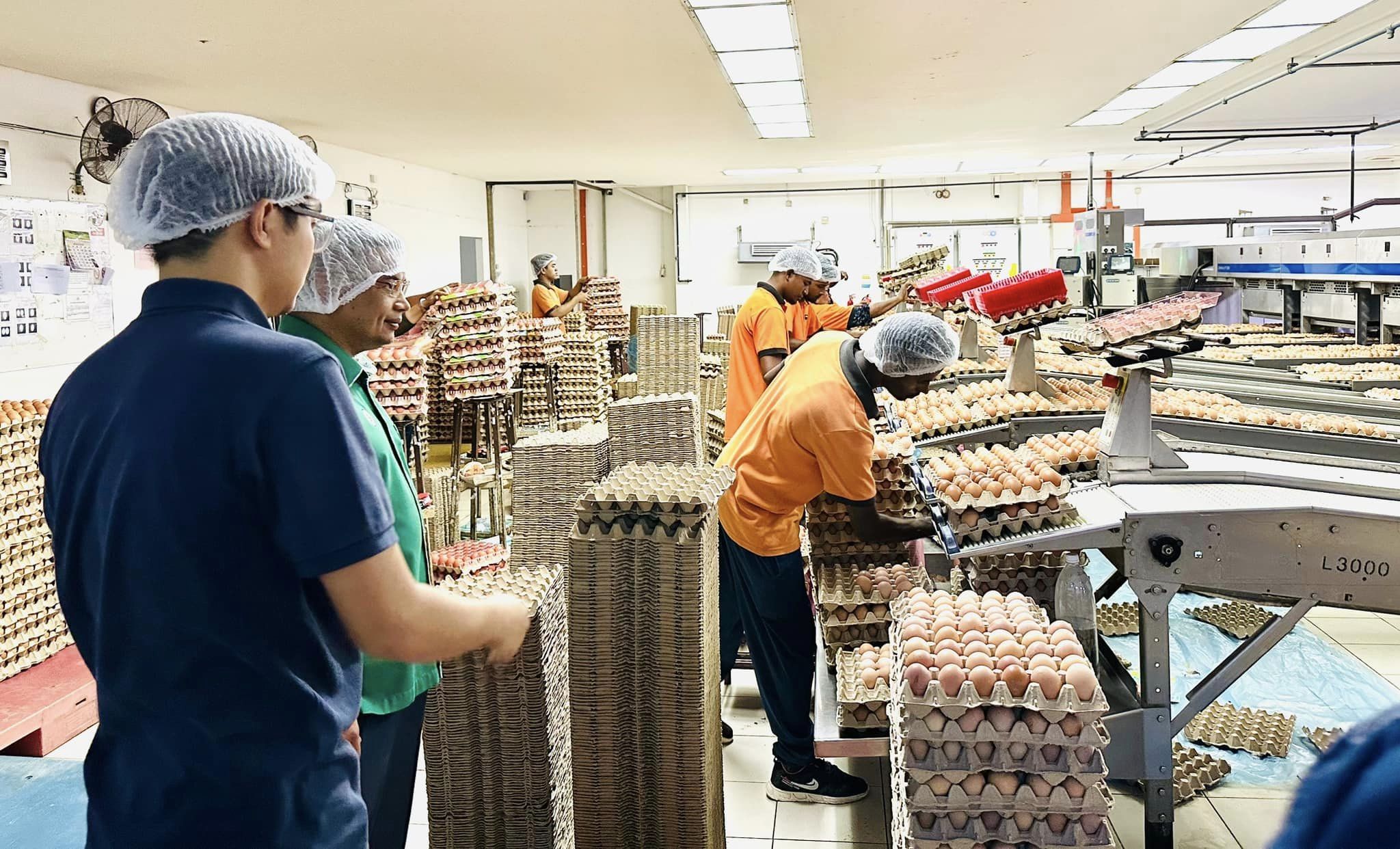 Setiu Daerah Penelur