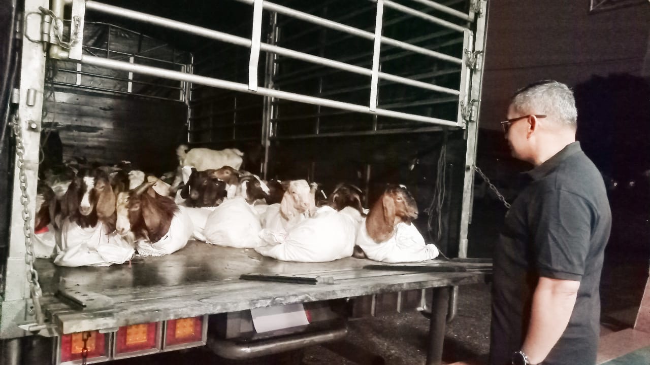 78 Ekor 'Kambing Haram' Ditangkap