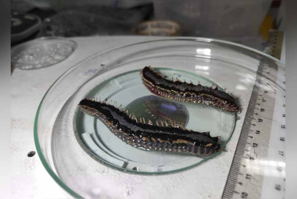 Awas Ancaman Ulat Bulu Laut Ketika Beriadah di Tepi Pantai