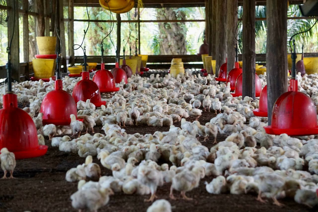 Pemuda Raih Pendapatan Lumayan Cebur Bidang Penternakan