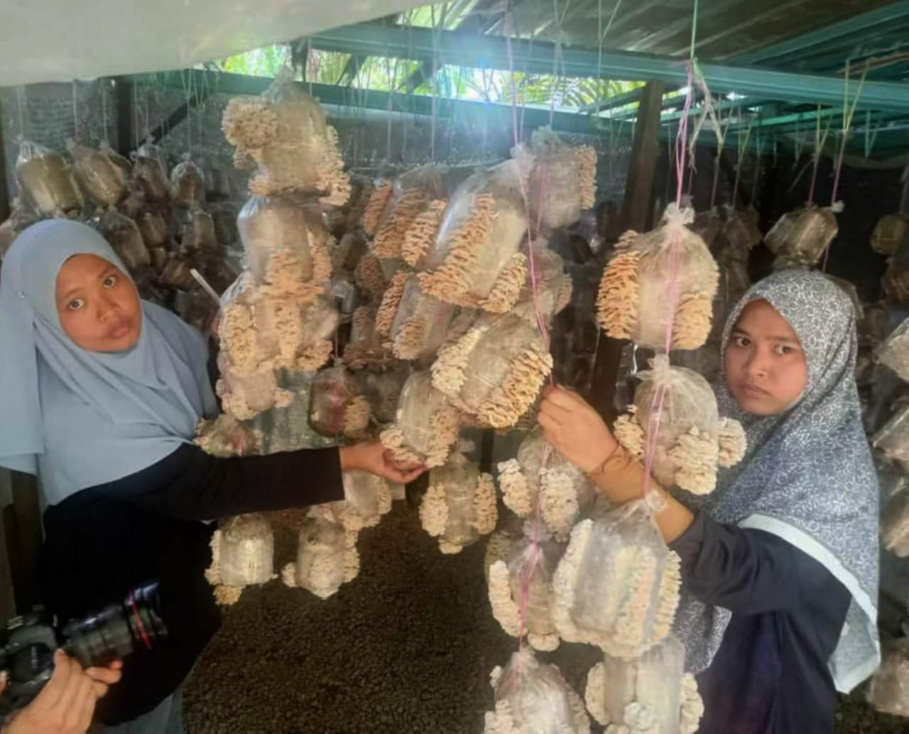 Usahawan Cendawan Terengganu Rancang Tembusi Pasaran Eksport