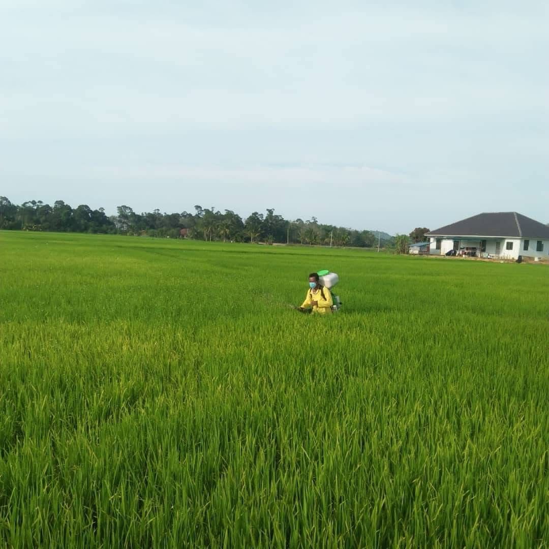 Subsidi 150 Juta Diberi, Kebajikan Pesawah Masih Tidak Terbela?