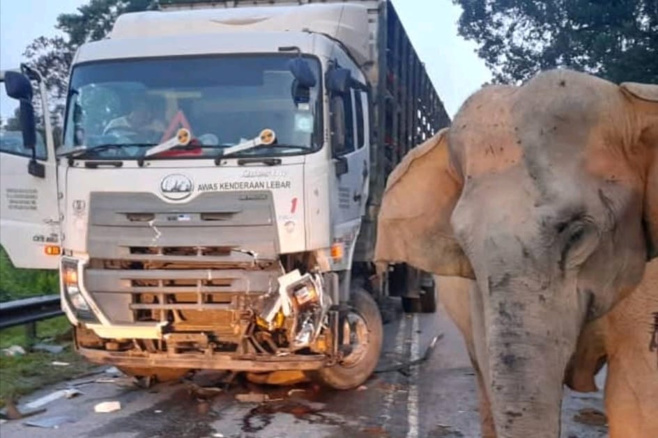 Gajah : Konflik Haiwan, Manusia Perlu Diurus Dengan Bijak