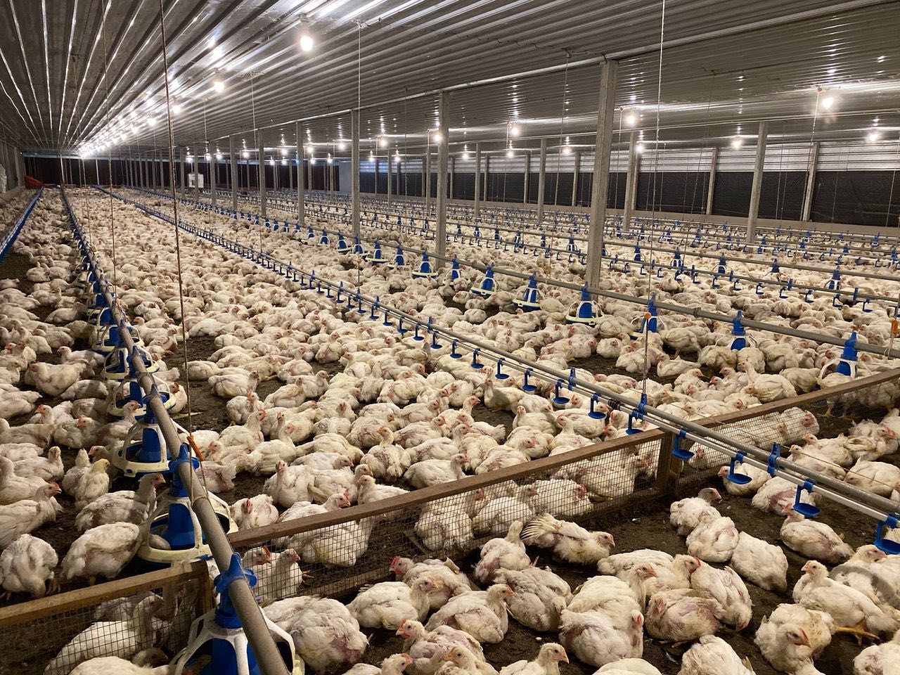 Transformasi Reban Ayam Tertutup Dilaksana di Terengganu