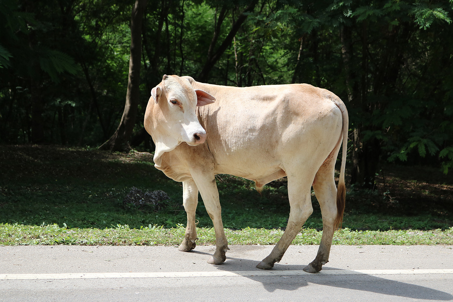 Terengganu Wajibkan Haiwan Ternakan Pasang QR