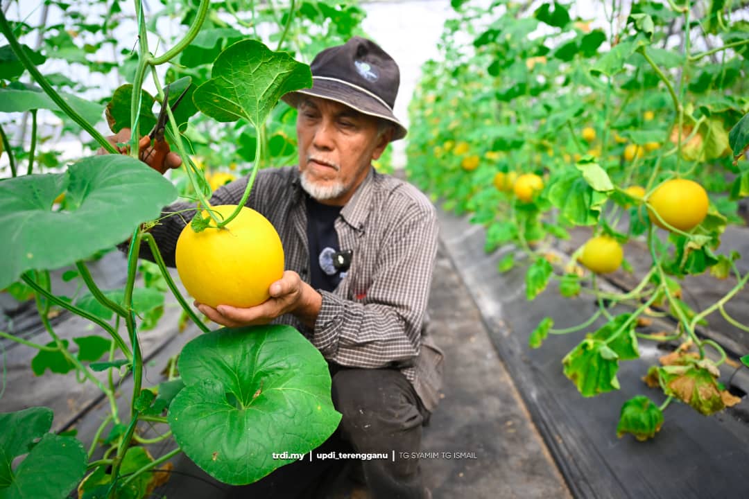 TKPM Peradong Optimis Capai Pengeluaran 80,000 Kilogram Melon