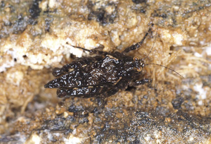 Spesies Baru Belalang Pygmy Ditemui di Hutan Terengganu