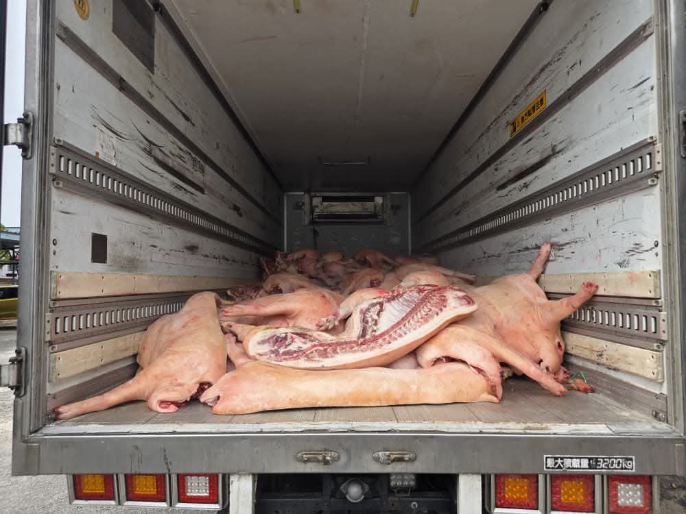 JPV Lupus 13,660 Kg Karkas Babi Tanpa Dokumen Sah