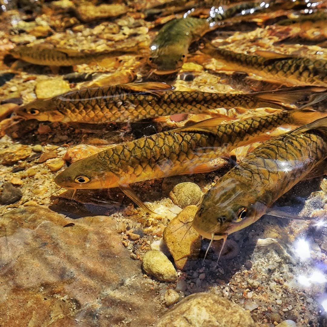 Santuari Kelah Sepi Salah Kerajaan Negeri?