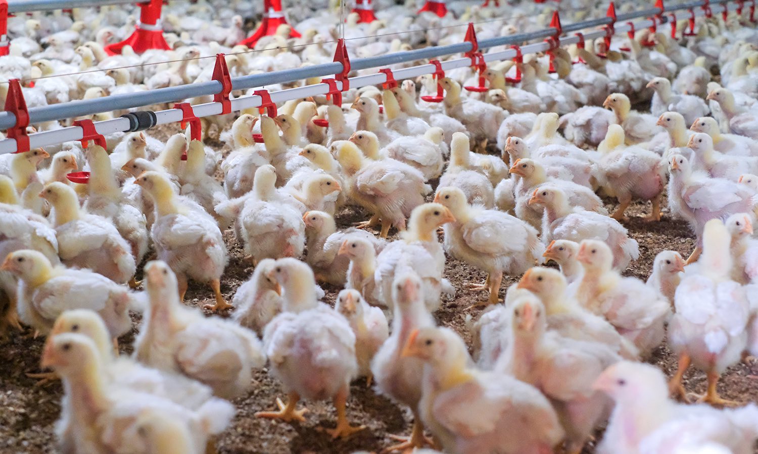 Pulangan Hasil Penternakan, 400 Peserta e-Kasih Terima RM250