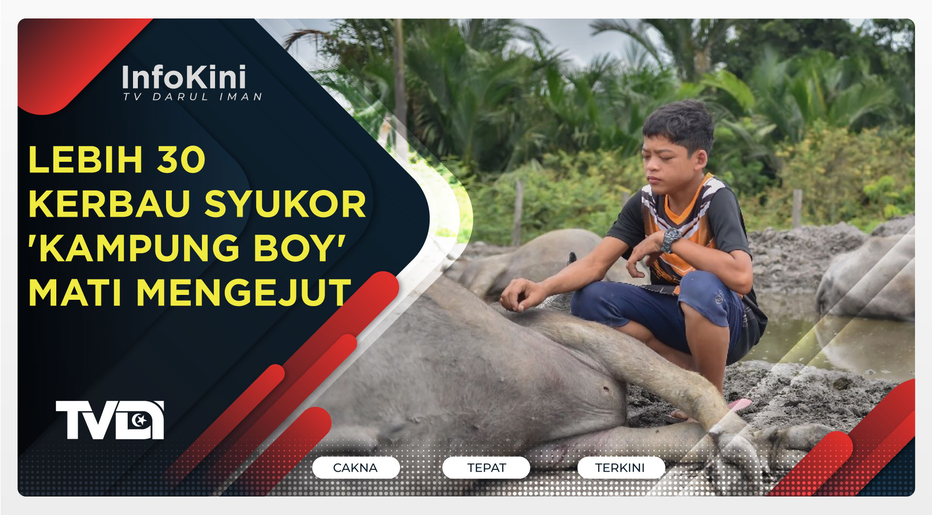 Lebih 30 Kerbau Syukor 'Kampung Boy' Mati Mengejut