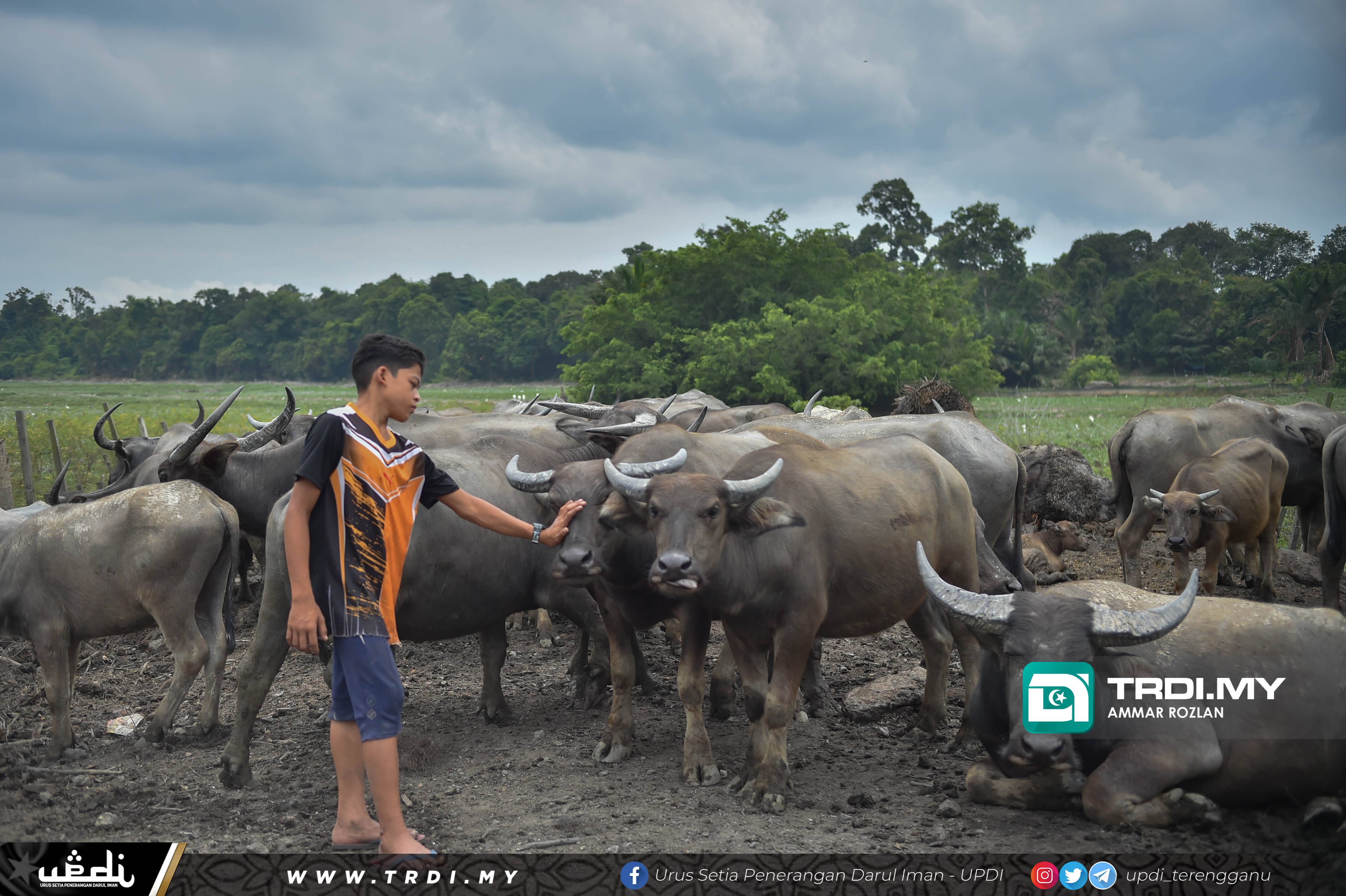 Kerbau Syukur Khamis Diserang Penyakit Misteri