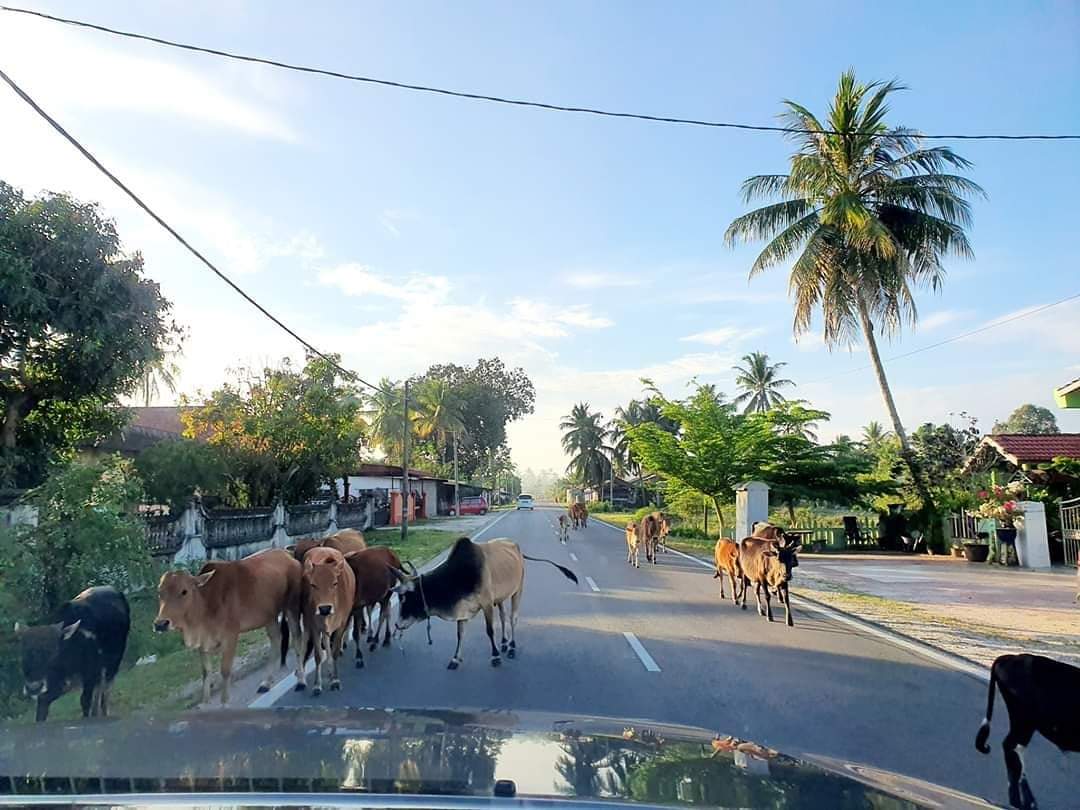 MBKT Ketatkan Penguatkuasaan Terhadap Pemilik Haiwan Ternakan Berkeliaran