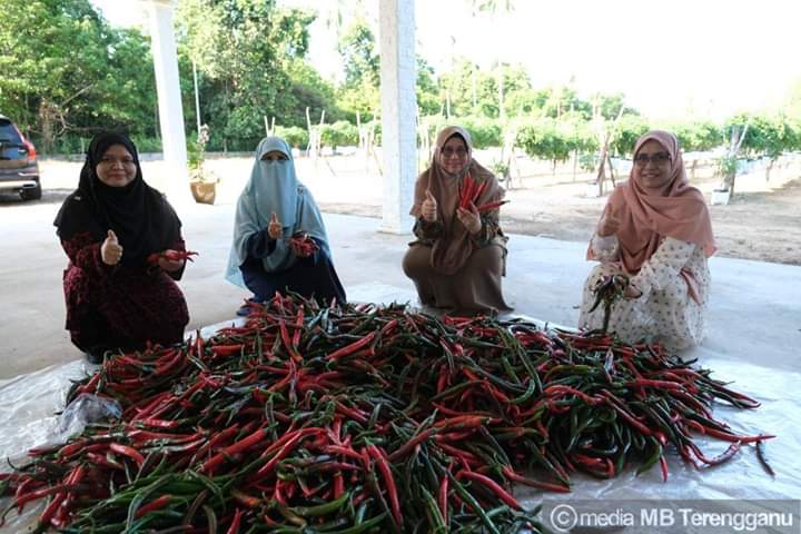 Kebun Cili Khairunnisa' Mula Keluarkan Hasil