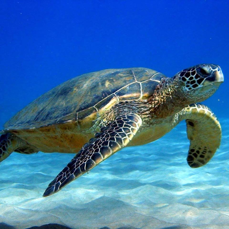 Daging Penyu Boleh Jadi Punca Penyakit Kronik