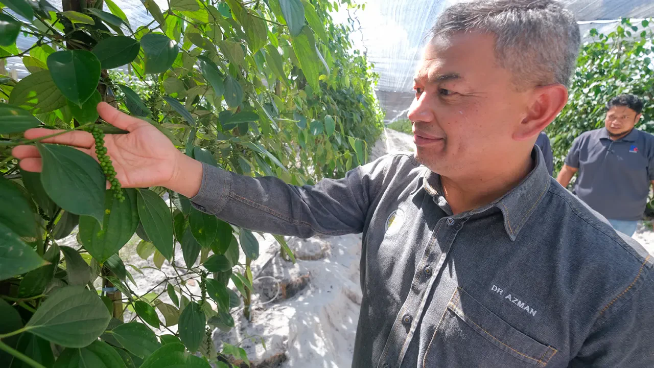 Ladang Lada Hitam Setiu Beroperasi, 83 Peratus Tenaga Kerja Anak Terengganu