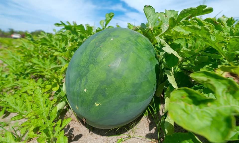 Kejayaan Projek Perintis Buka Jalan Perluas Tanaman Tembikai