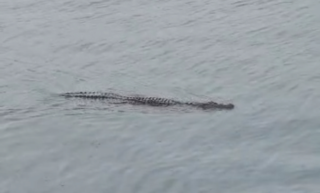 Nelayan 'Kecut Perut' Buaya Singgah di Pelabuhan Kemaman