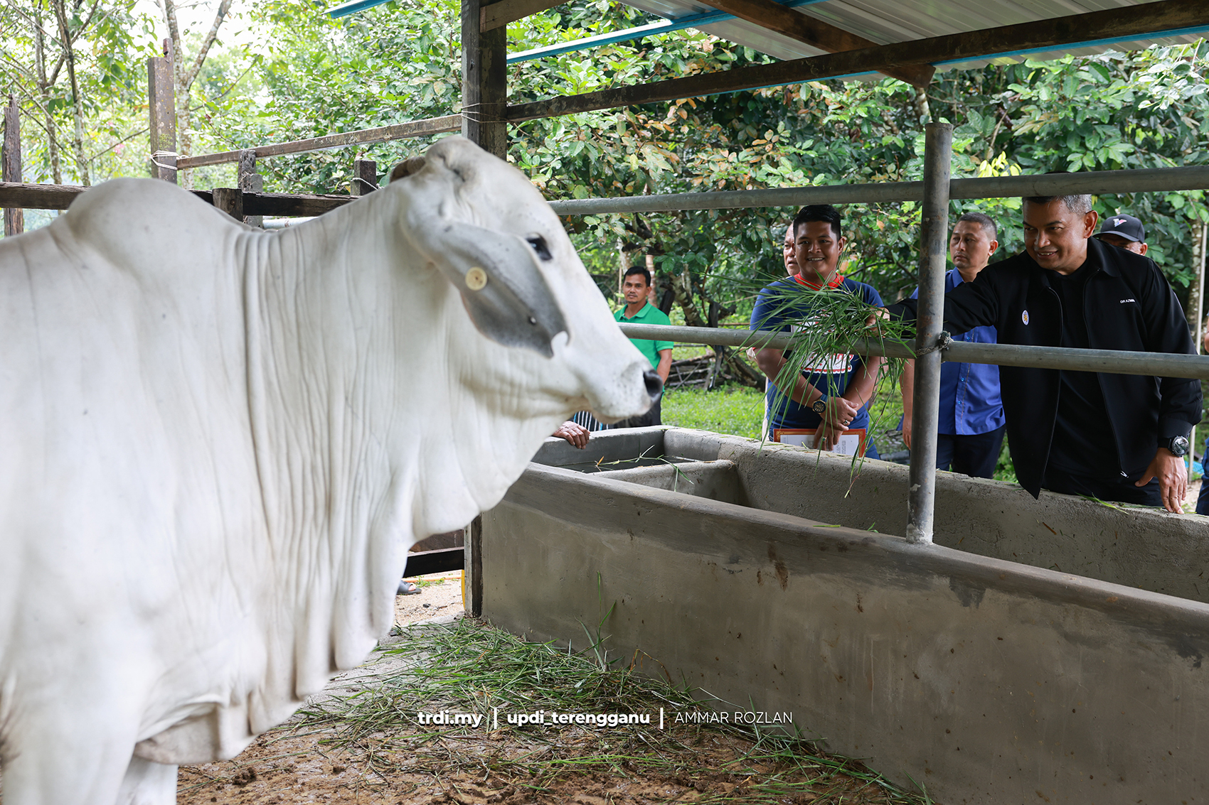 Hanya Penternak Tulen Layak Terima Lembu Baka Premium