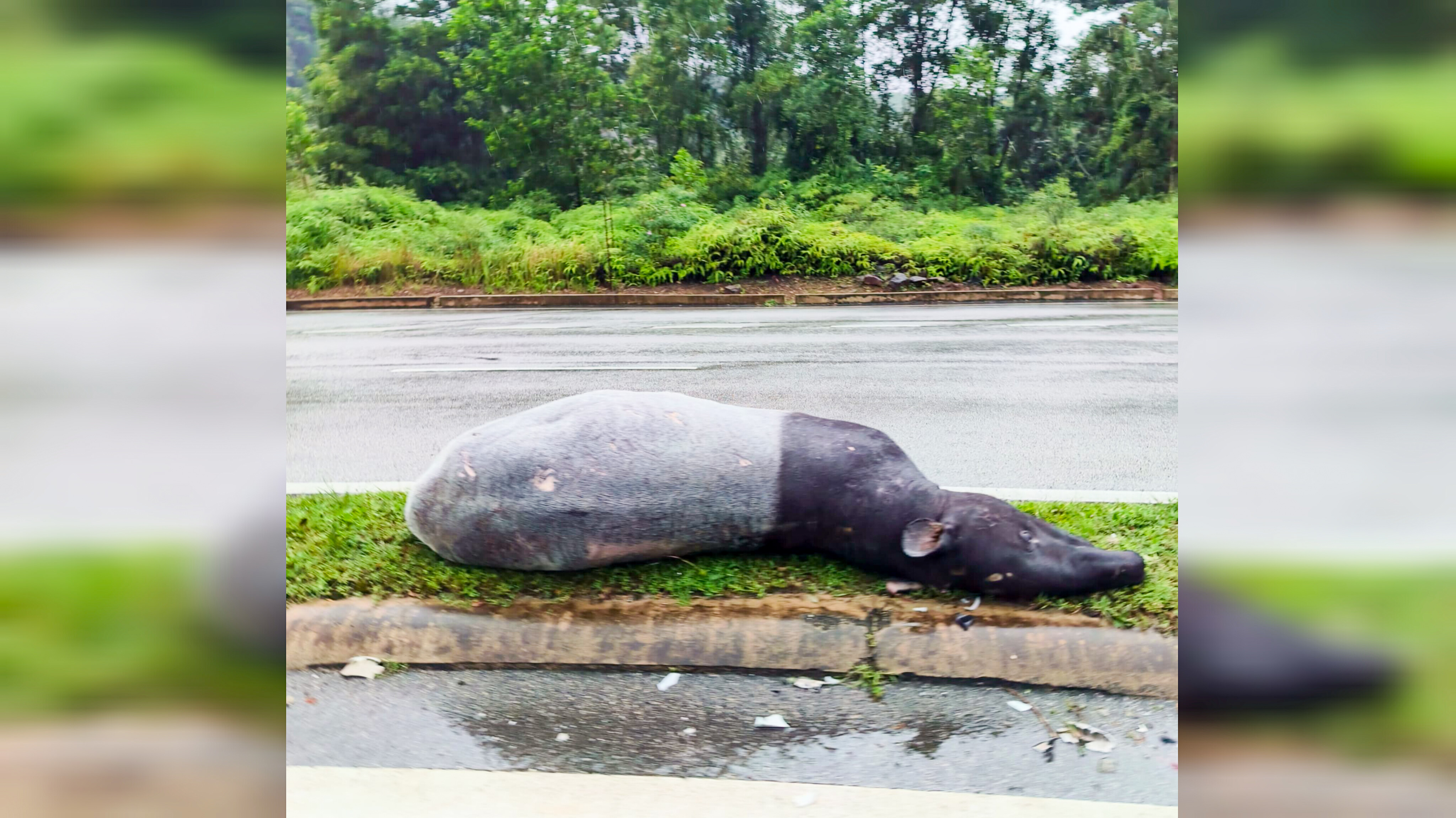 Tapir Seberat 250 Kilogram Mati Dirempuh Kenderaan di Jalan Kijal