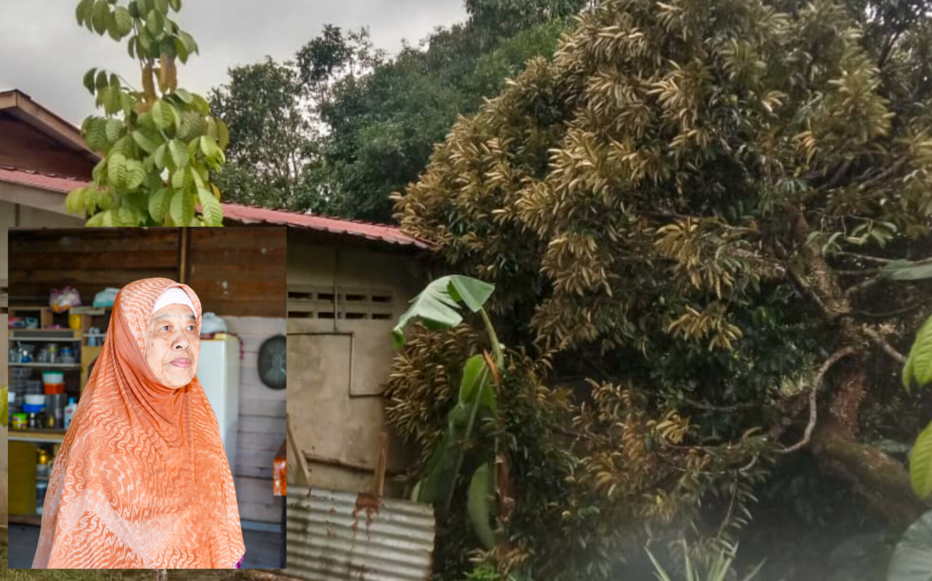 Disangka Bunyi Pokok Tumbang, Rupanya Dahan Durian Hempap Rumah