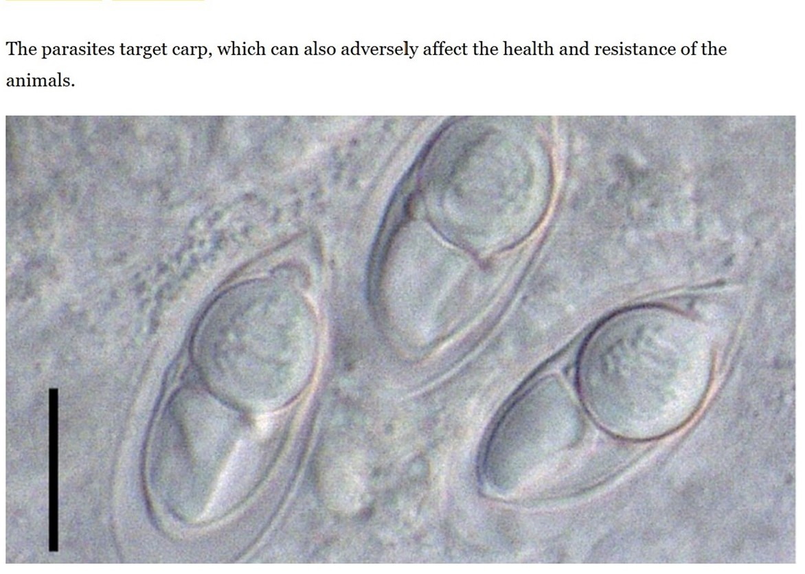 Saintis UMT Diiktiraf Dunia, Nama Diabadikan Pada Spesies Baharu