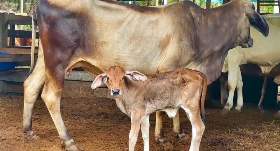 Induk Brahman Australia Selamat Lahirkan ‘Anak Terengganu’