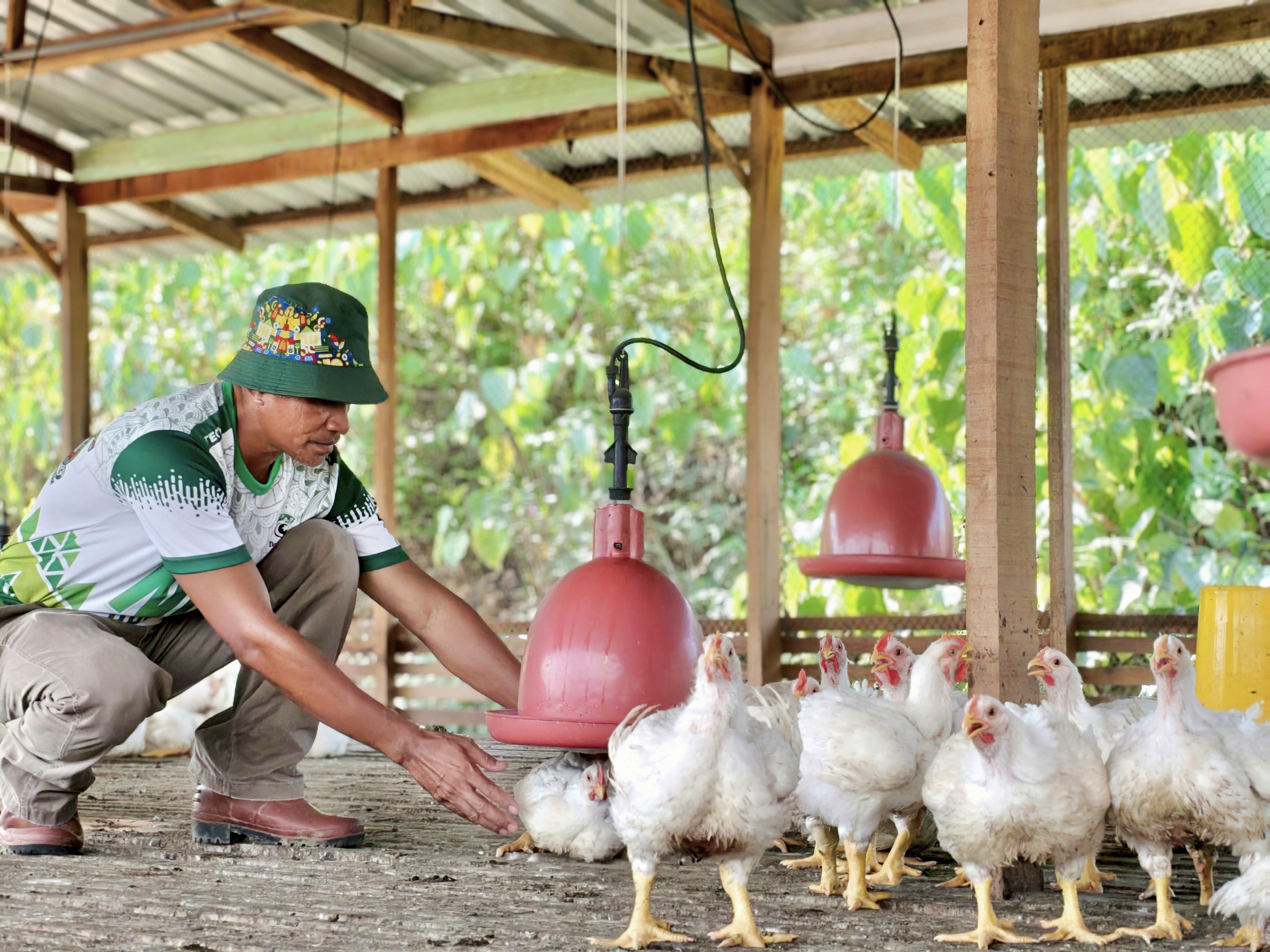 JPKK Kampung Bahagia Jabi Teraju Projek Ternakan Ayam