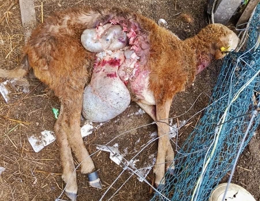 Isu Anjing Liar: Kerajaan Terengganu Sedia Bantu Penternak, Tindakan Tegas Sedia Diambil